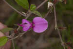 Eastern milkpea